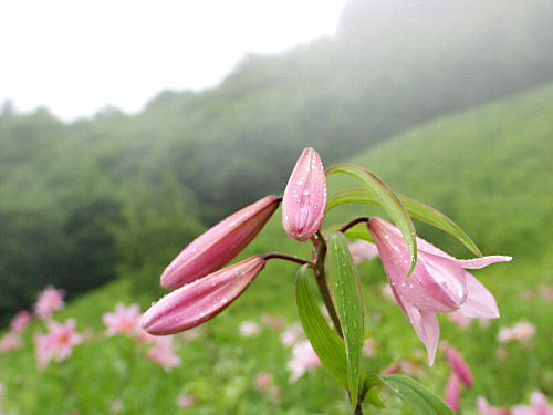 花笑み ヒメサユリ 四季の会津