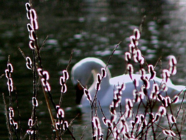 会津白鳥物語 四季の会津